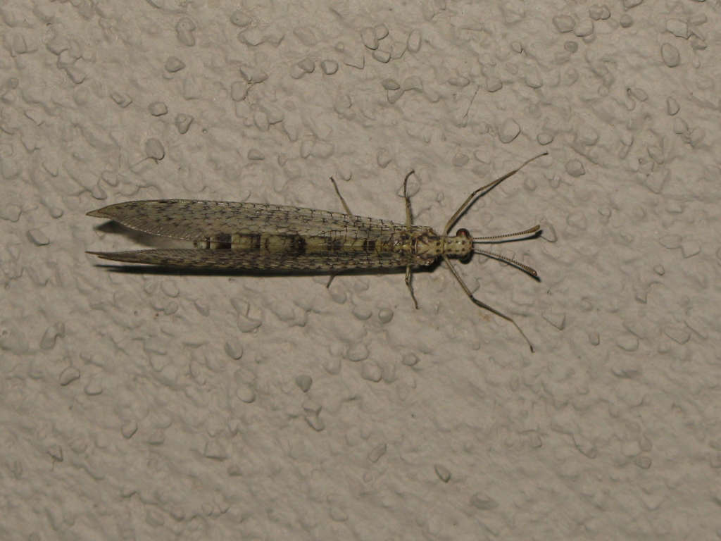 Distoleon tetragrammicus e Gymnocnemia variegata